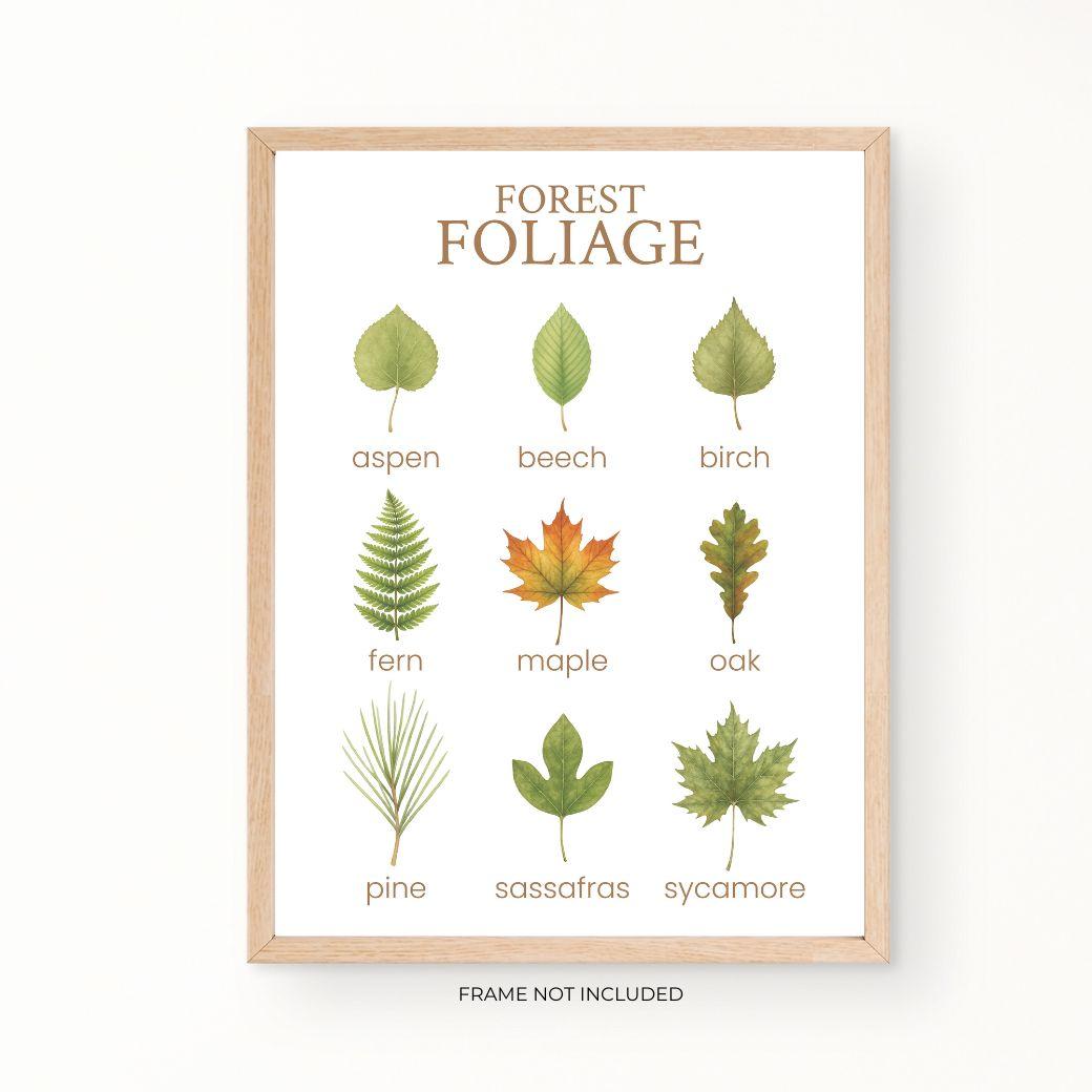 Poster with illustrations of various leaves labeled &