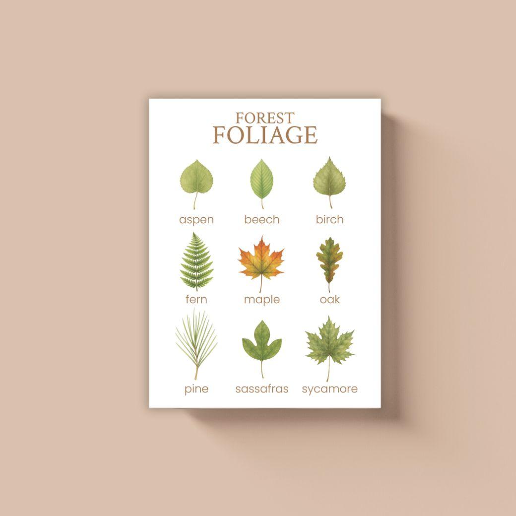 Poster of forest foliage with leaf illustrations and names for a woodland themed early learning or homeschool classroom