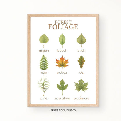 Poster with illustrations of various leaves labeled &